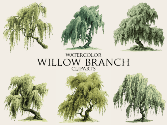 Download Watercolor Willow Branch Clipart - Color Collection
